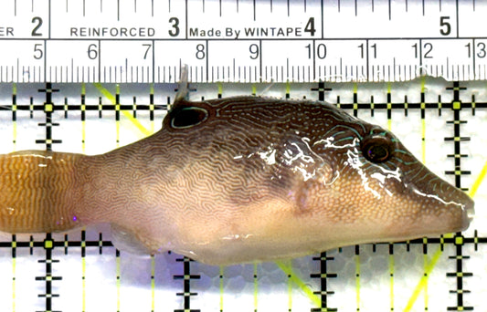 Sharpnose Toby Pufferfish STP083101 WYSIWYG Size: M 3.5" approx