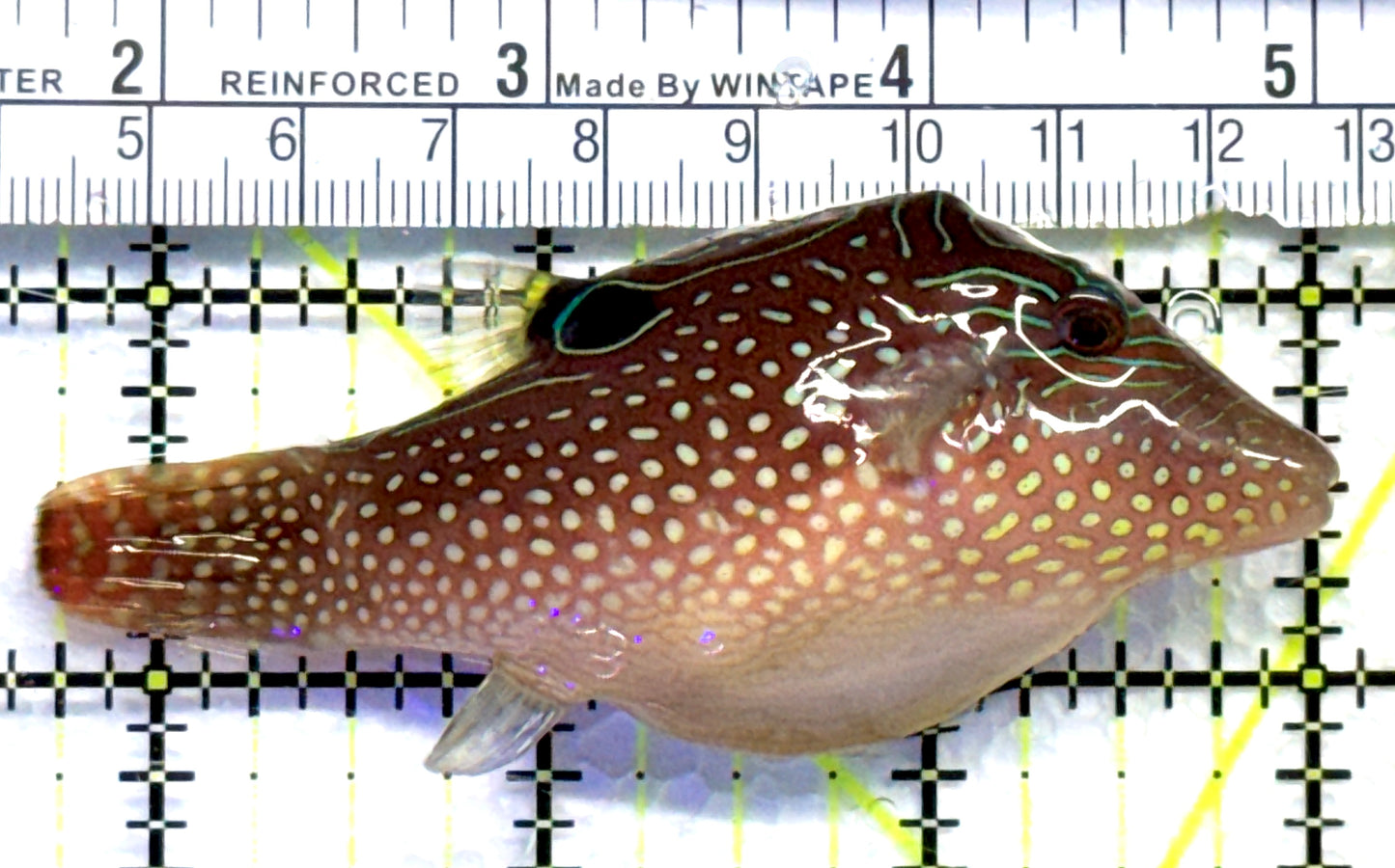 Blue Spot Toby Pufferfish BSTP083101 WYSIWYG Size: M 3.25" approx