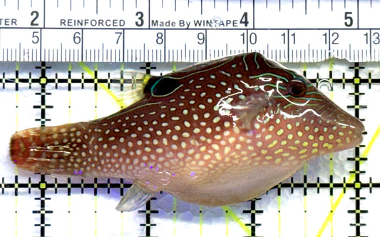 Blue Spot Toby Pufferfish BSTP083101 WYSIWYG Size: M 3.25" approx