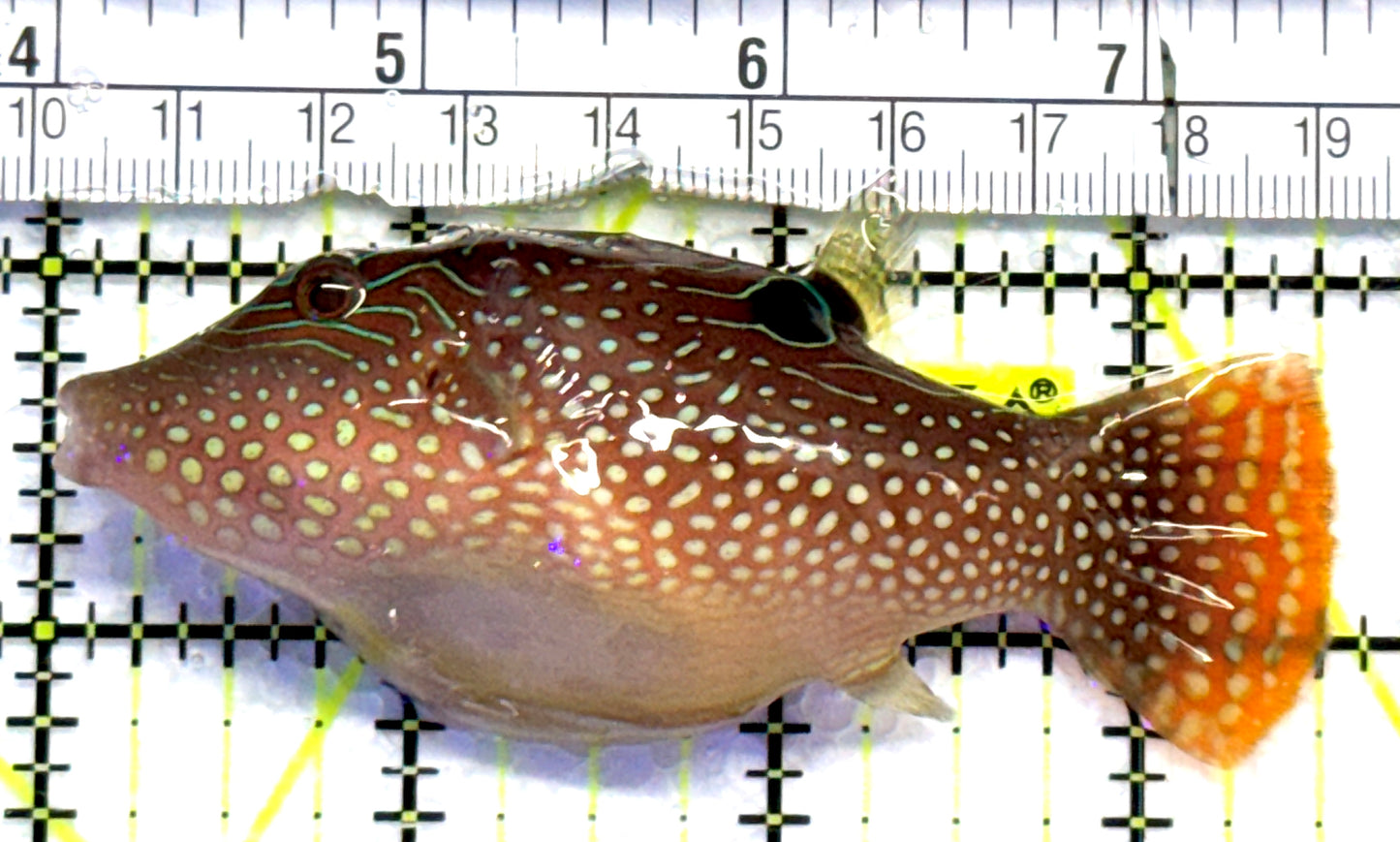 Blue Spot Toby Pufferfish BSTP083101 WYSIWYG Size: M 3.25" approx