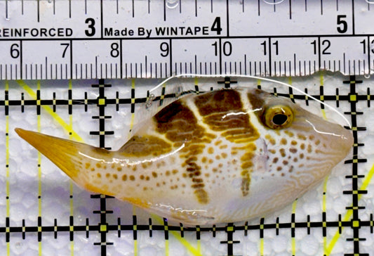 Blacksaddle Filefish BF090201 WYSIWYG Size: L 2.75"