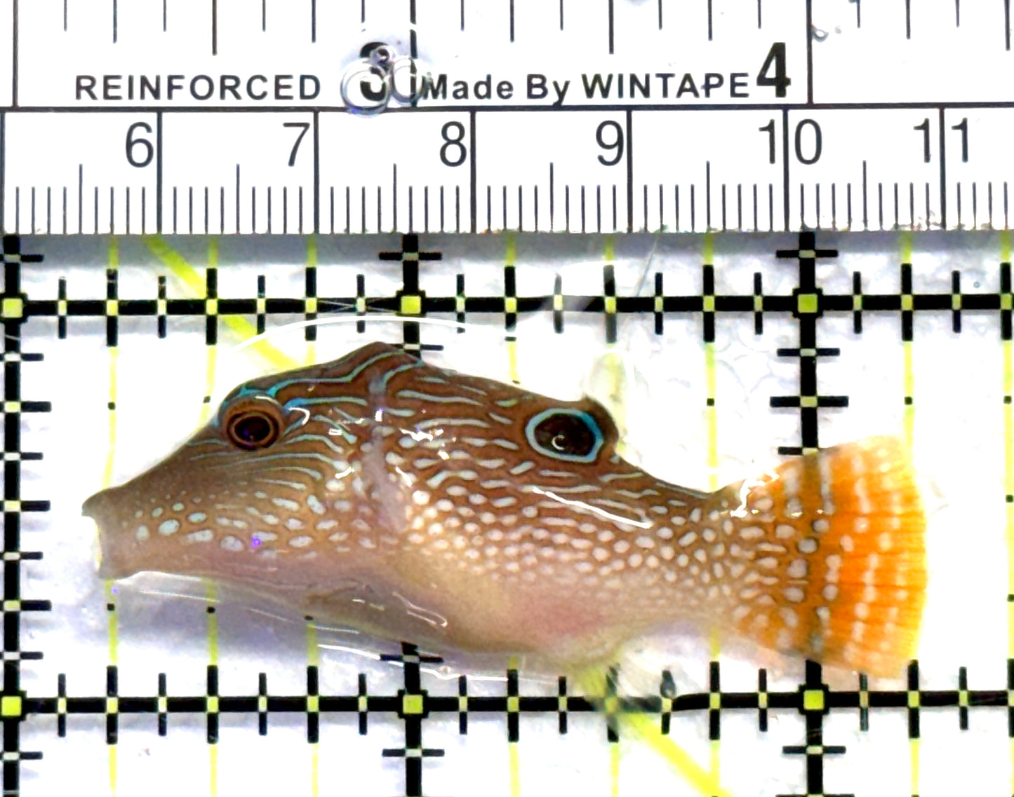 Sharpnose Toby Pufferfish STP083102 WYSIWYG Size: S 2" approx