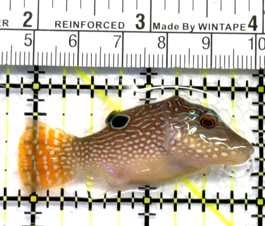 Sharpnose Toby Pufferfish STP083102 WYSIWYG Size: S 2" approx