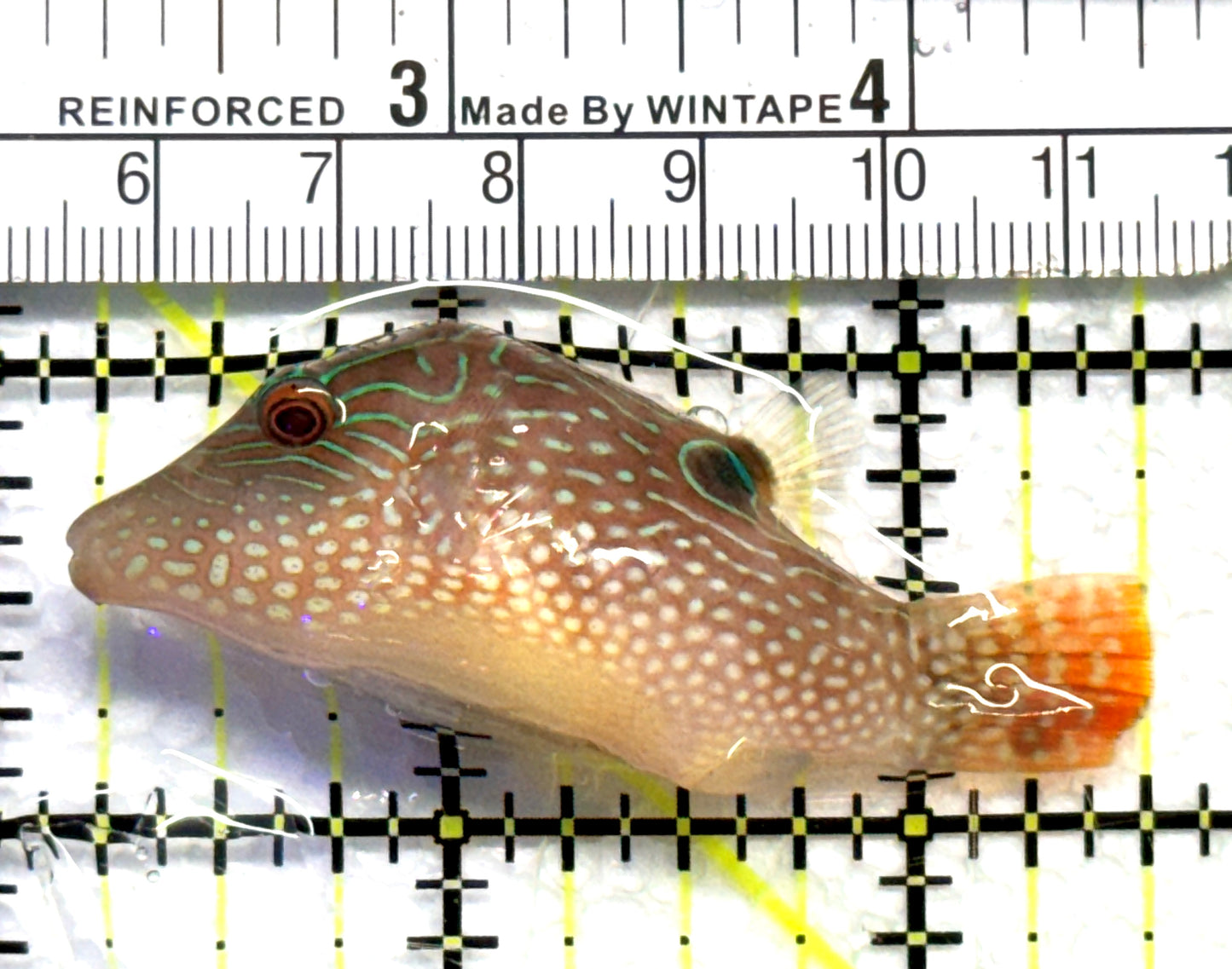 Sharpnose Toby Pufferfish STP083103 WYSIWYG Size: S 2.5" approx