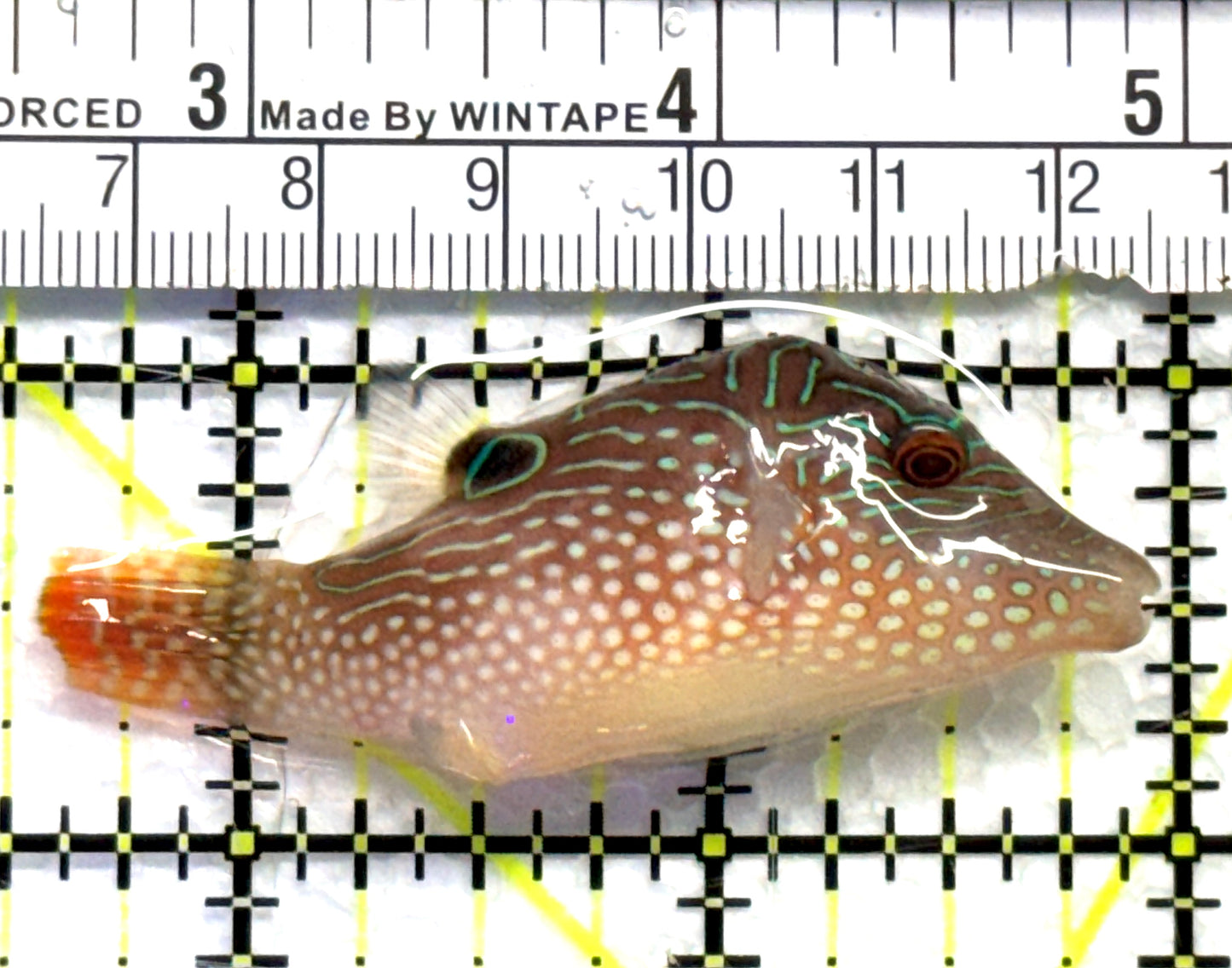 Sharpnose Toby Pufferfish STP083103 WYSIWYG Size: S 2.5" approx