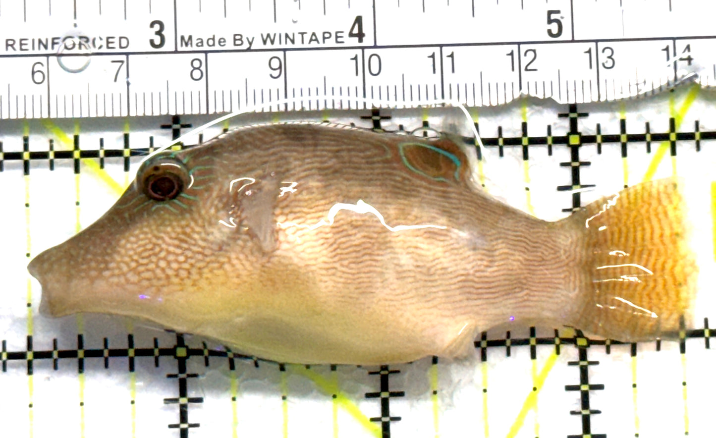 Blue Dot Toby Pufferfish BDTP083101 WYSIWYG Size: L 3.25" approx