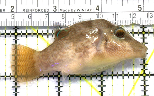 Blue Dot Toby Pufferfish BDTP083101 WYSIWYG Size: L 3.25" approx