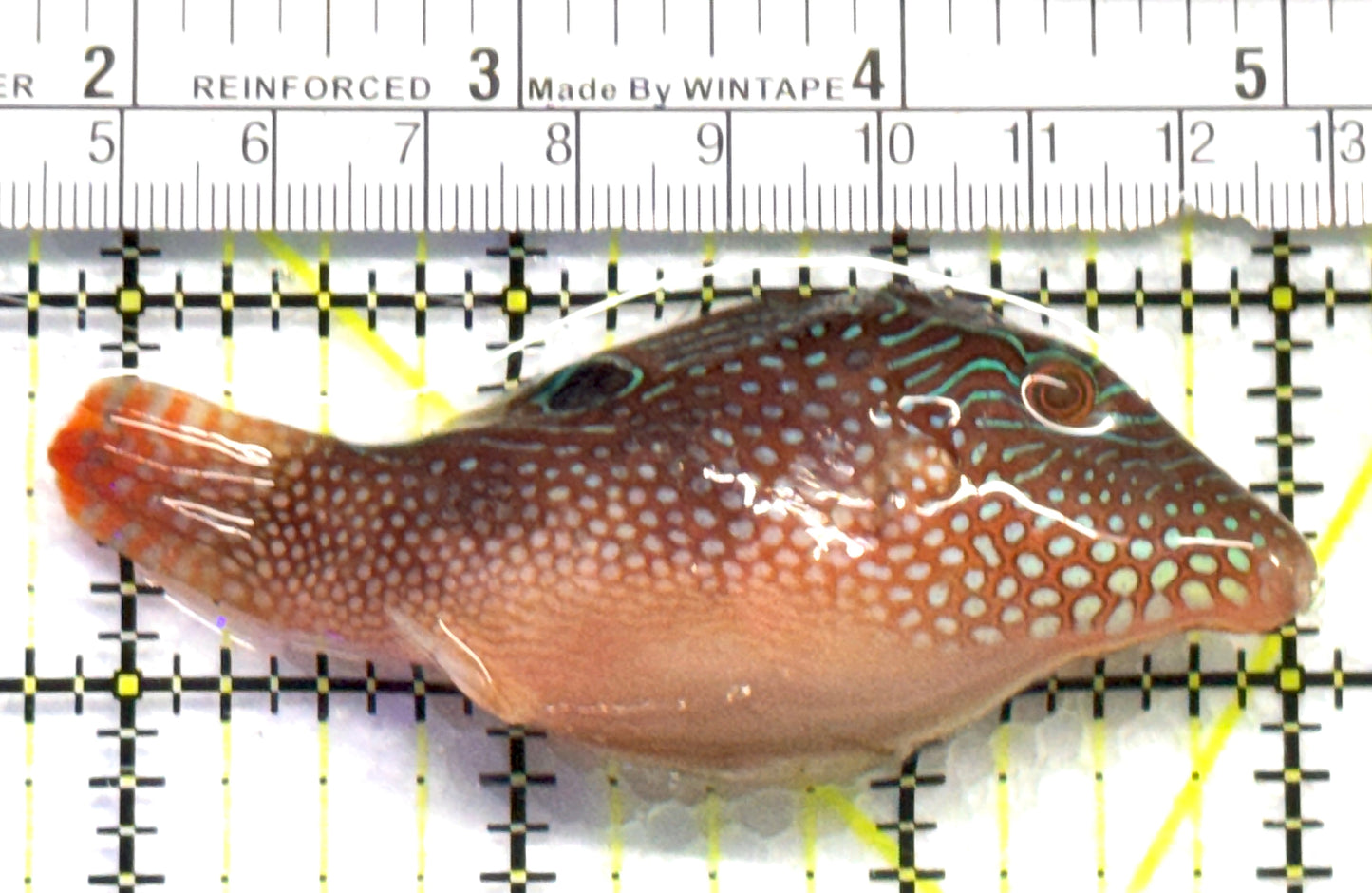 Blue Spot Toby Pufferfish BSTP083102 WYSIWYG Size: M 3.25" approx