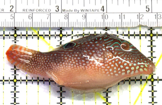 Blue Spot Toby Pufferfish BSTP083102 WYSIWYG Size: M 3.25" approx