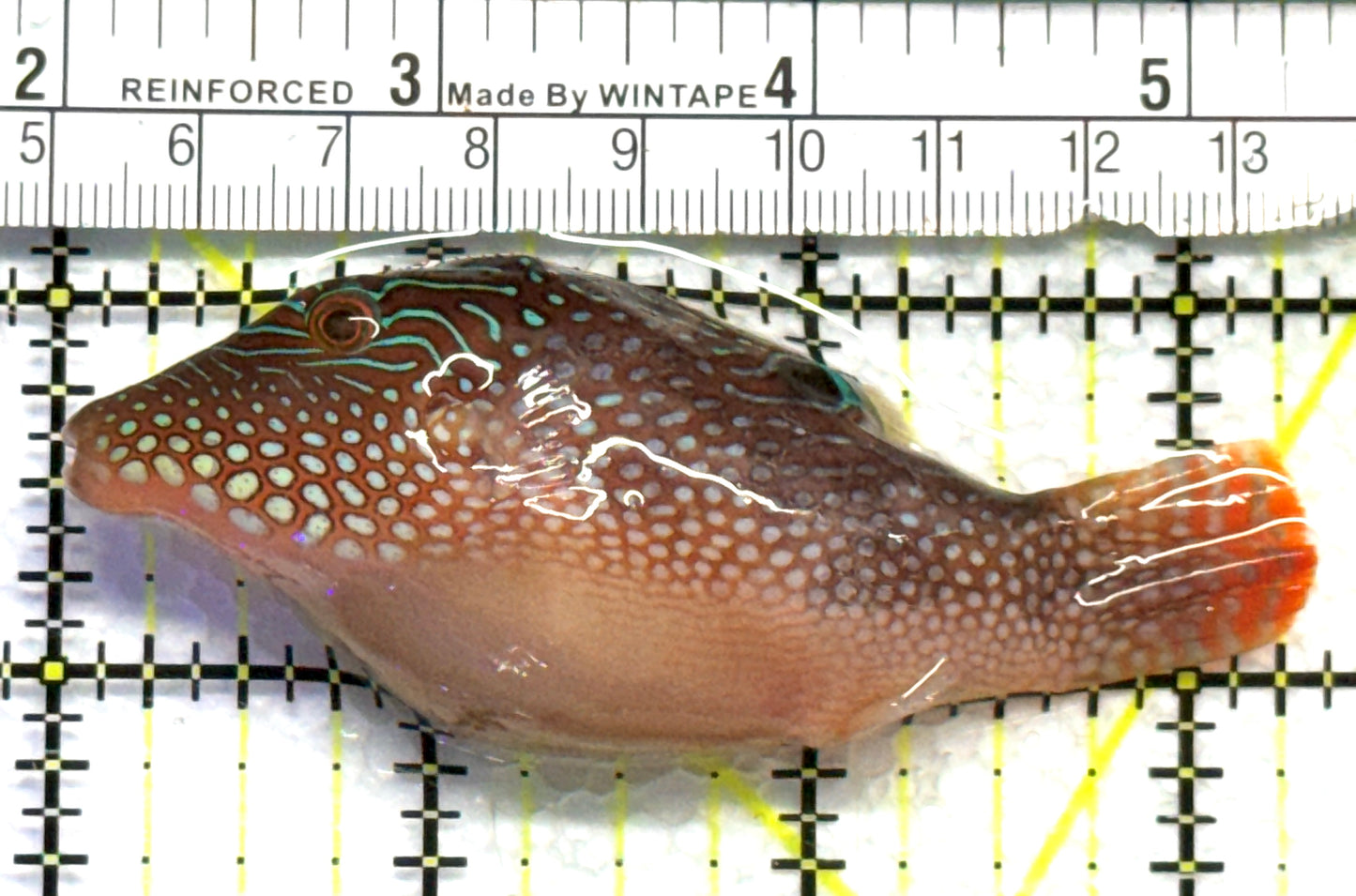 Blue Spot Toby Pufferfish BSTP083102 WYSIWYG Size: M 3.25" approx