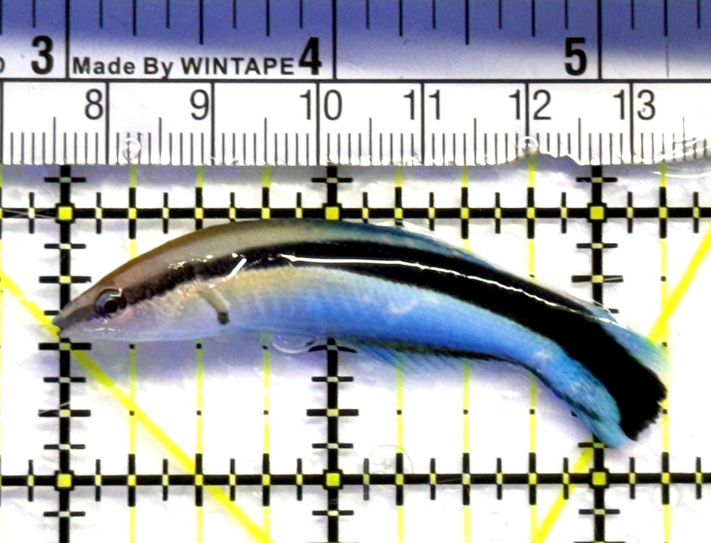 Blue Cleaner Wrasse BCW083101 WYSIWYG Size: XL 2.5" approx