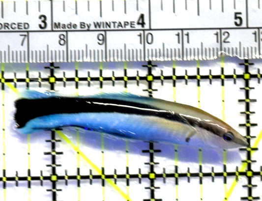 Blue Cleaner Wrasse BCW083101 WYSIWYG Size: XL 2.5" approx