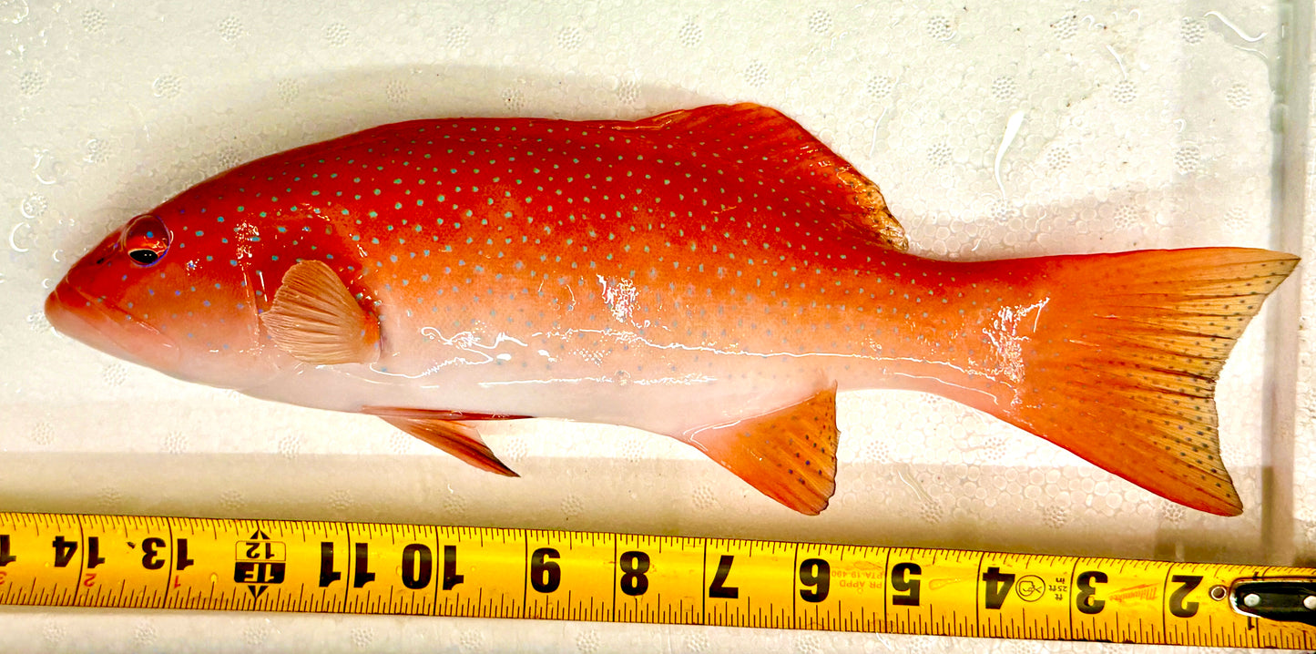 Rare Leopard Coral Grouper Size: XXL/ SHOW 15" Approx