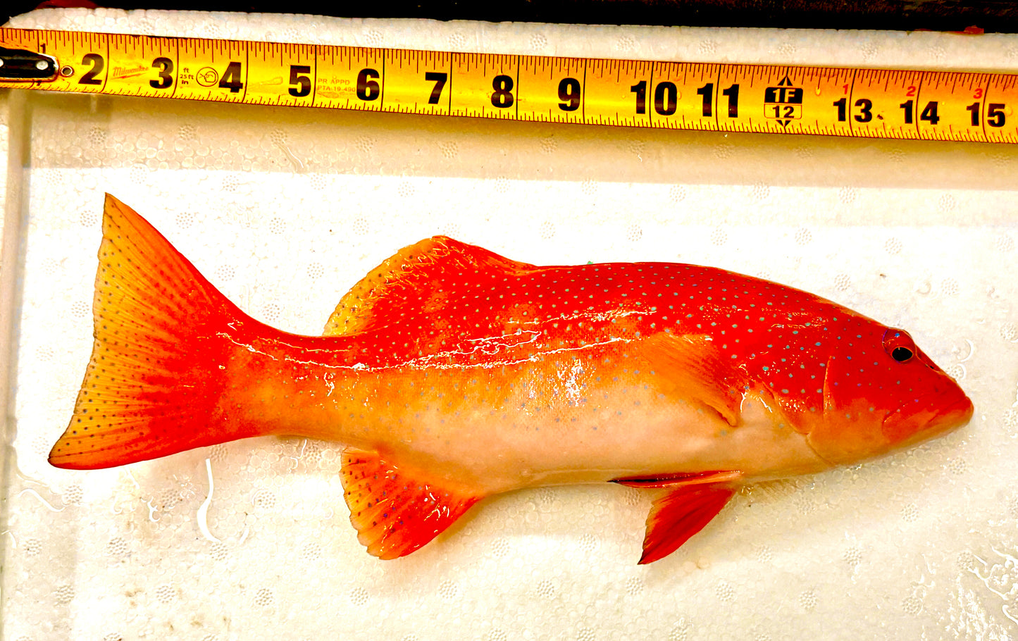 Rare Leopard Coral Grouper Size: XXXL/ Jumbo 18" Approx