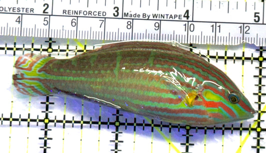 Melanurus Wrasse MW083101 WYSIWYG Size: XL 3.5" approx