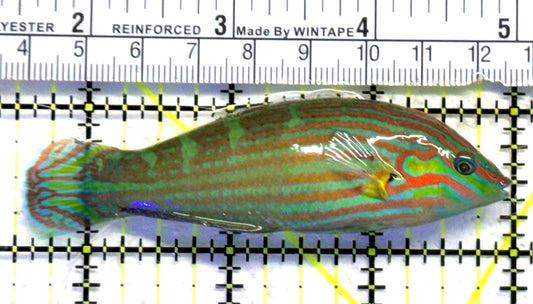 Melanurus Wrasse MW083102 WYSIWYG Size: XL 3.5" approx