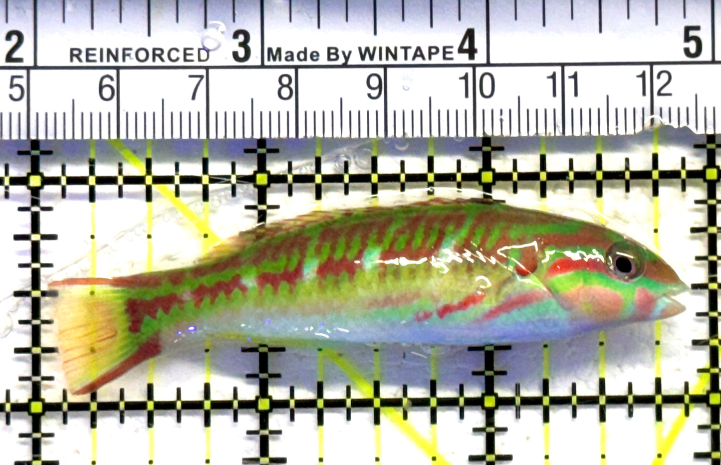 Rainbow Wrasse RW083101 WYSIWYG Size: M 3" approx