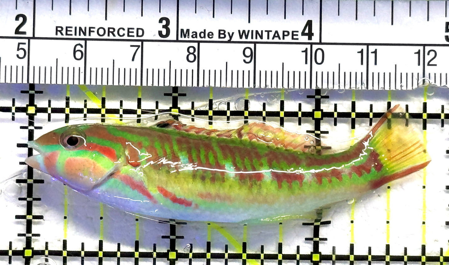 Rainbow Wrasse RW083101 WYSIWYG Size: M 3" approx