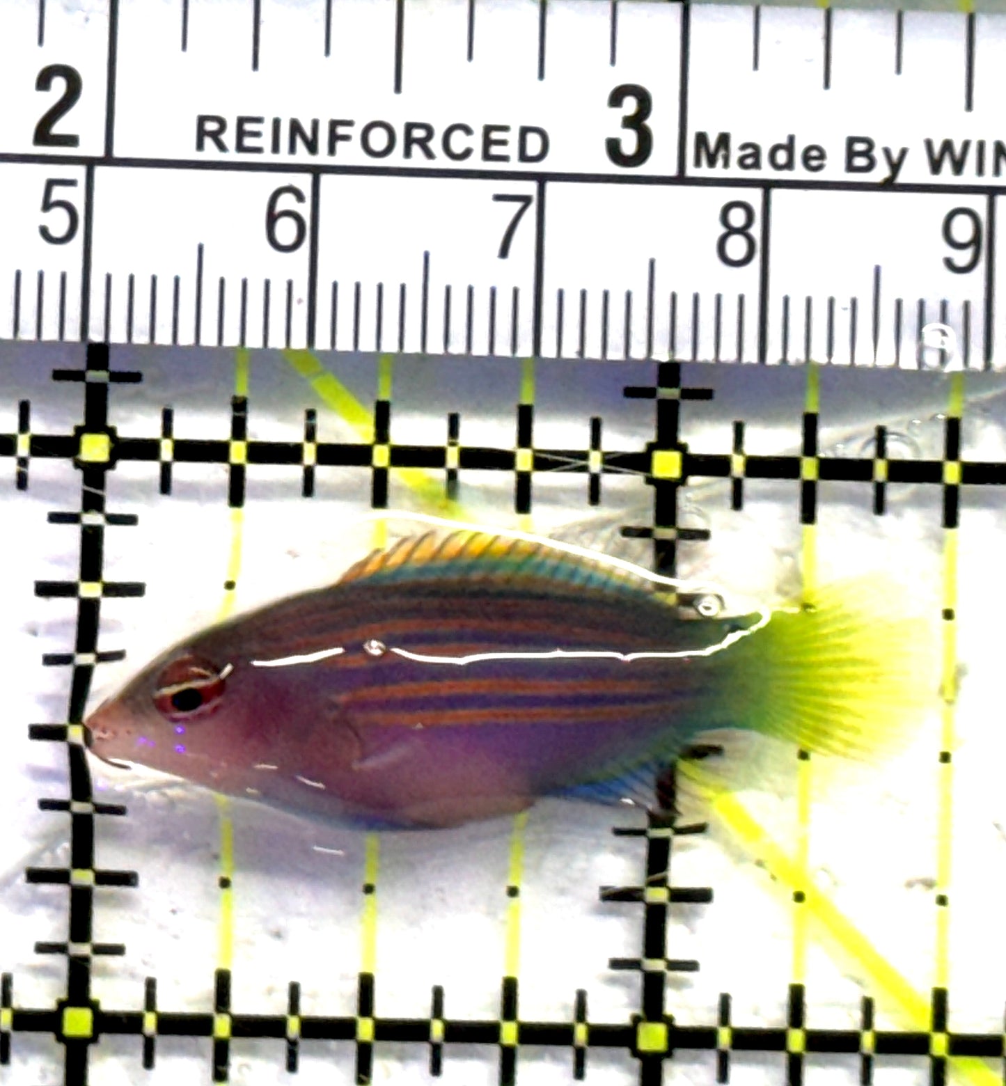 Six Line Wrasse (Phillipines) SLW083102 WYSIWYG Size: M 1.5" approx