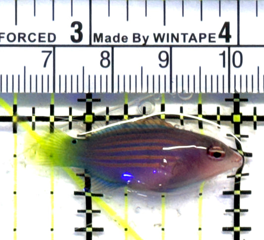 Six Line Wrasse (Phillipines) SLW083102 WYSIWYG Size: M 1.5" approx
