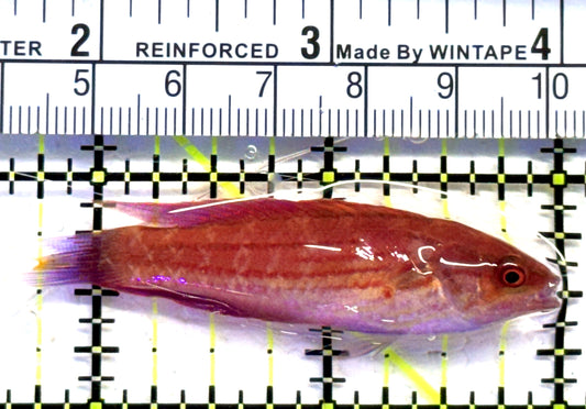 Angular Flasher Wrasse AFW083101 WYSIWYG Size: L 2.25" approx