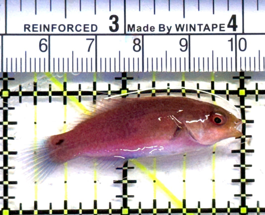 Blueside Fairy Wrasse BFW083101 WYSIWYG Size: S 2" approx