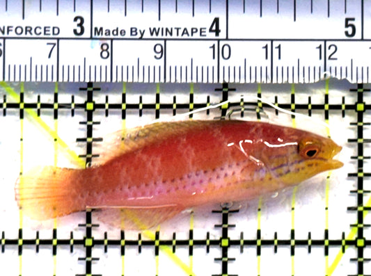 Kato's Fairy Wrasse KFW083101 WYSIWYG Size: SHOW 2.5" approx