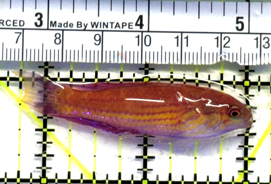 Angular Flasher Wrasse AFW083102 WYSIWYG Size: L 2.25" approx