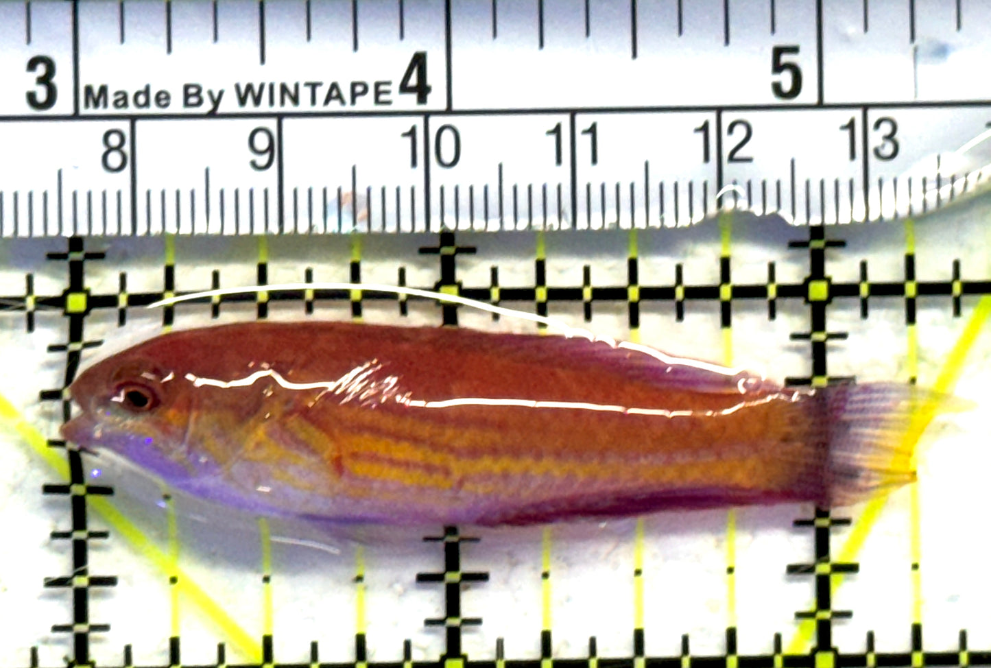 Angular Flasher Wrasse AFW083102 WYSIWYG Size: L 2.25" approx