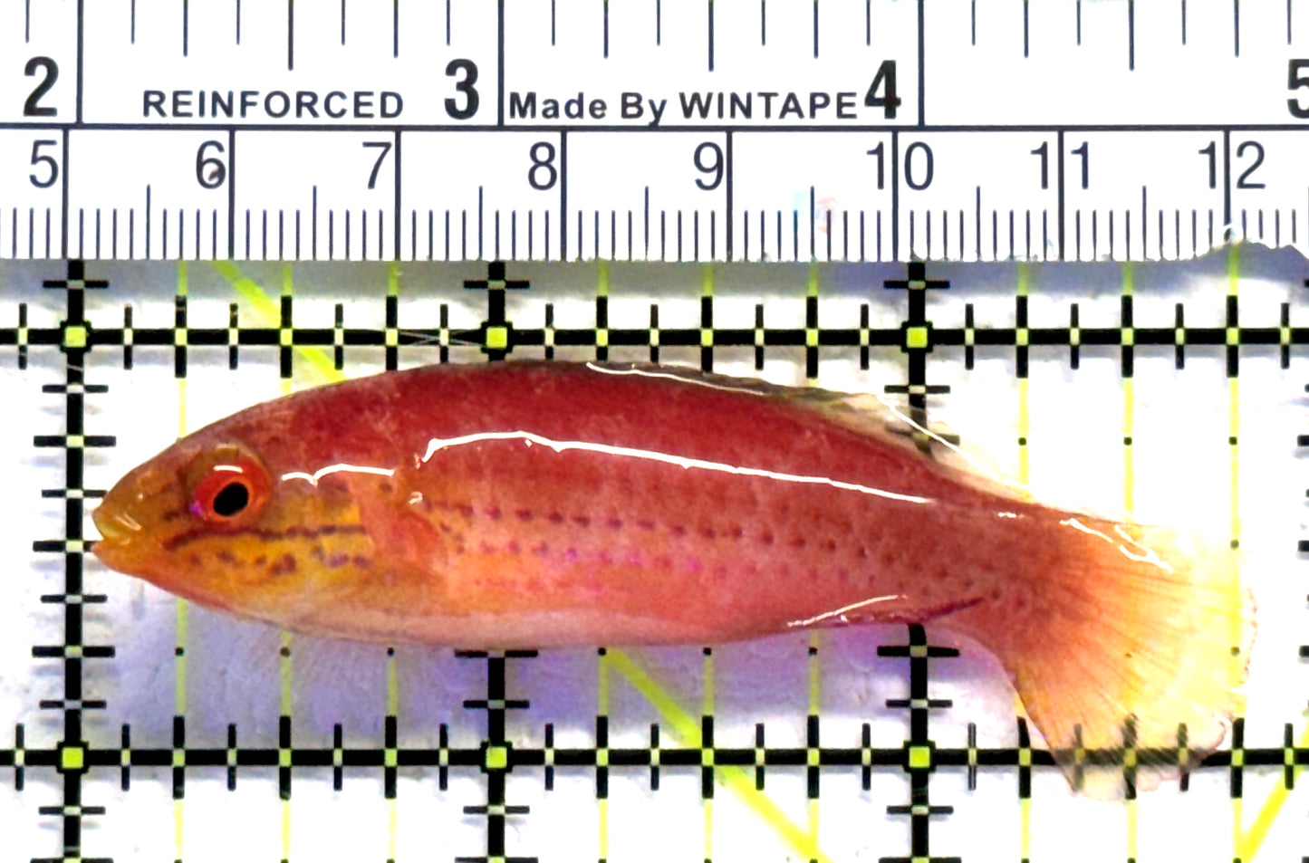 Kato's Fairy Wrasse KFW083102 WYSIWYG Size: SHOW 3" approx