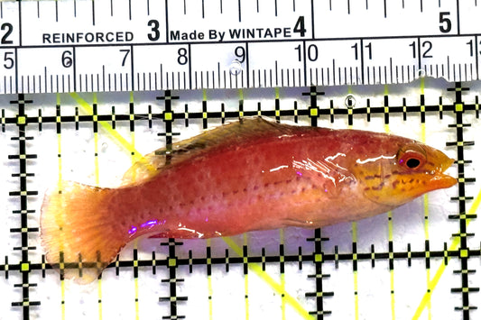 Kato's Fairy Wrasse KFW083102 WYSIWYG Size: SHOW 3" approx