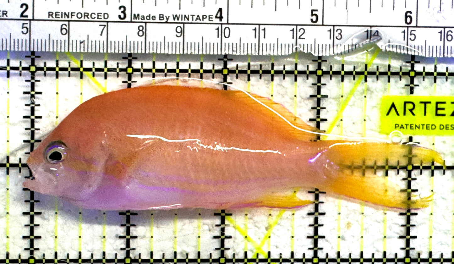 Squareback Anthias (Female) SAF083101 WYSIWYG Size: XL 4.5" approx