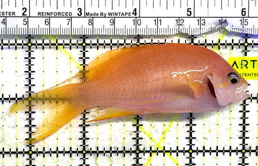 Squareback Anthias (Female) SAF083101 WYSIWYG Size: XL 4.5" approx