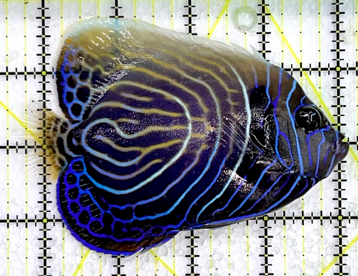 Emperor Angelfish Juvenile/(May be Transition) EAJ071401 WYSIWYG Size: XL 4.5" approx