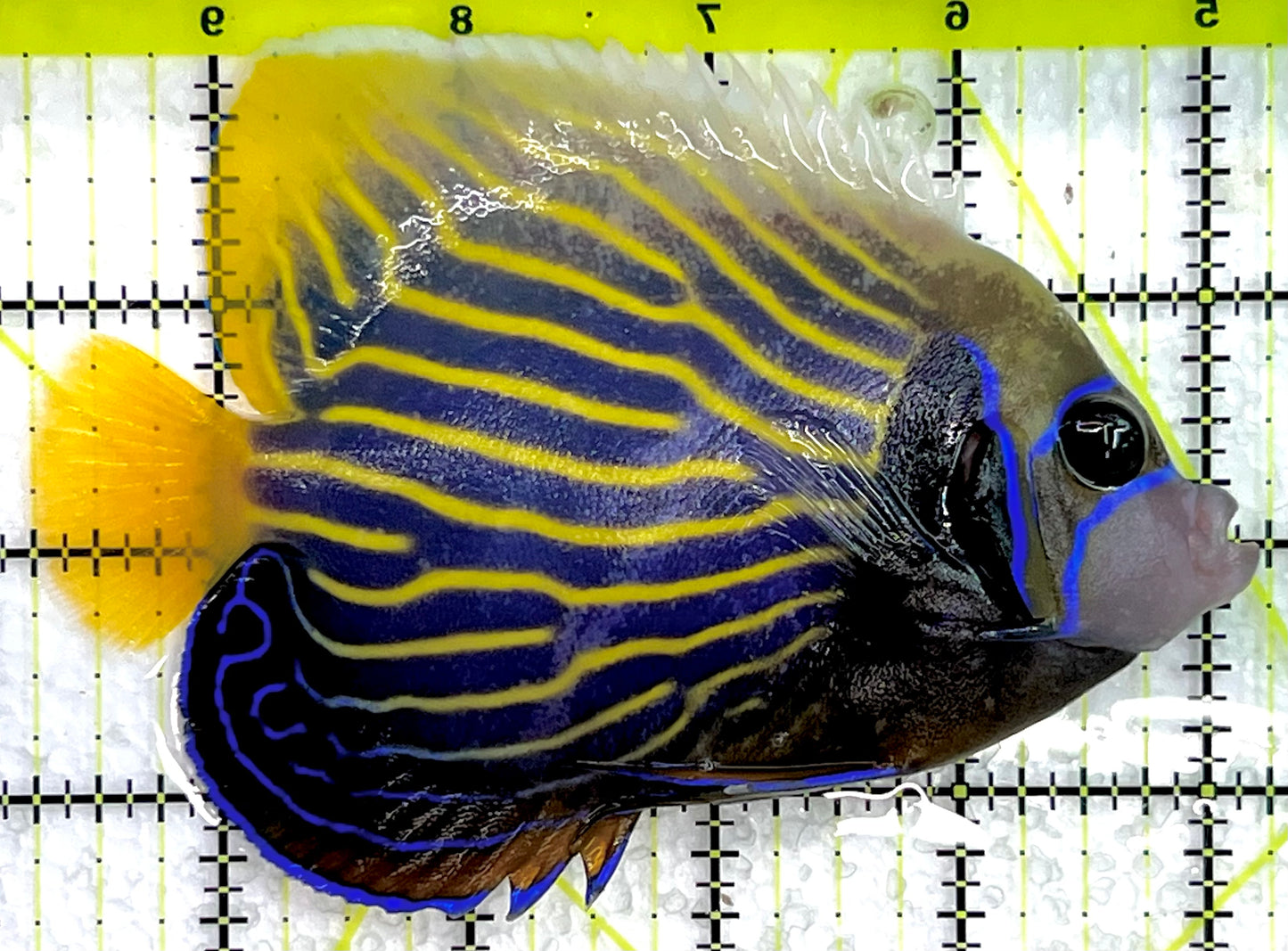 Emperor Angelfish Adult EAA071401 WYSIWYG Size: ML 5" approx