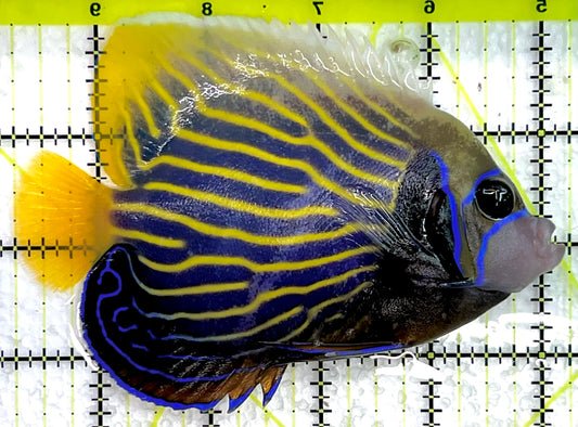 Emperor Angelfish Adult EAA071401 WYSIWYG Size: ML 5" approx