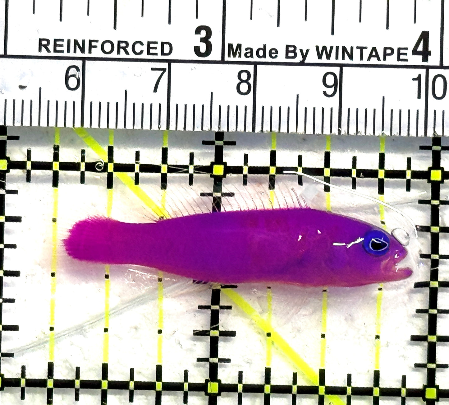 Strawberry Dottyback SD083101 WYSIWYG Size: S 1.5" approx