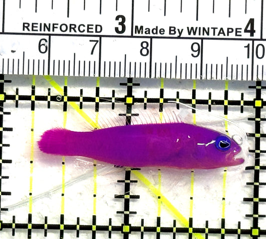 Strawberry Dottyback SD083101 WYSIWYG Size: S 1.5" approx