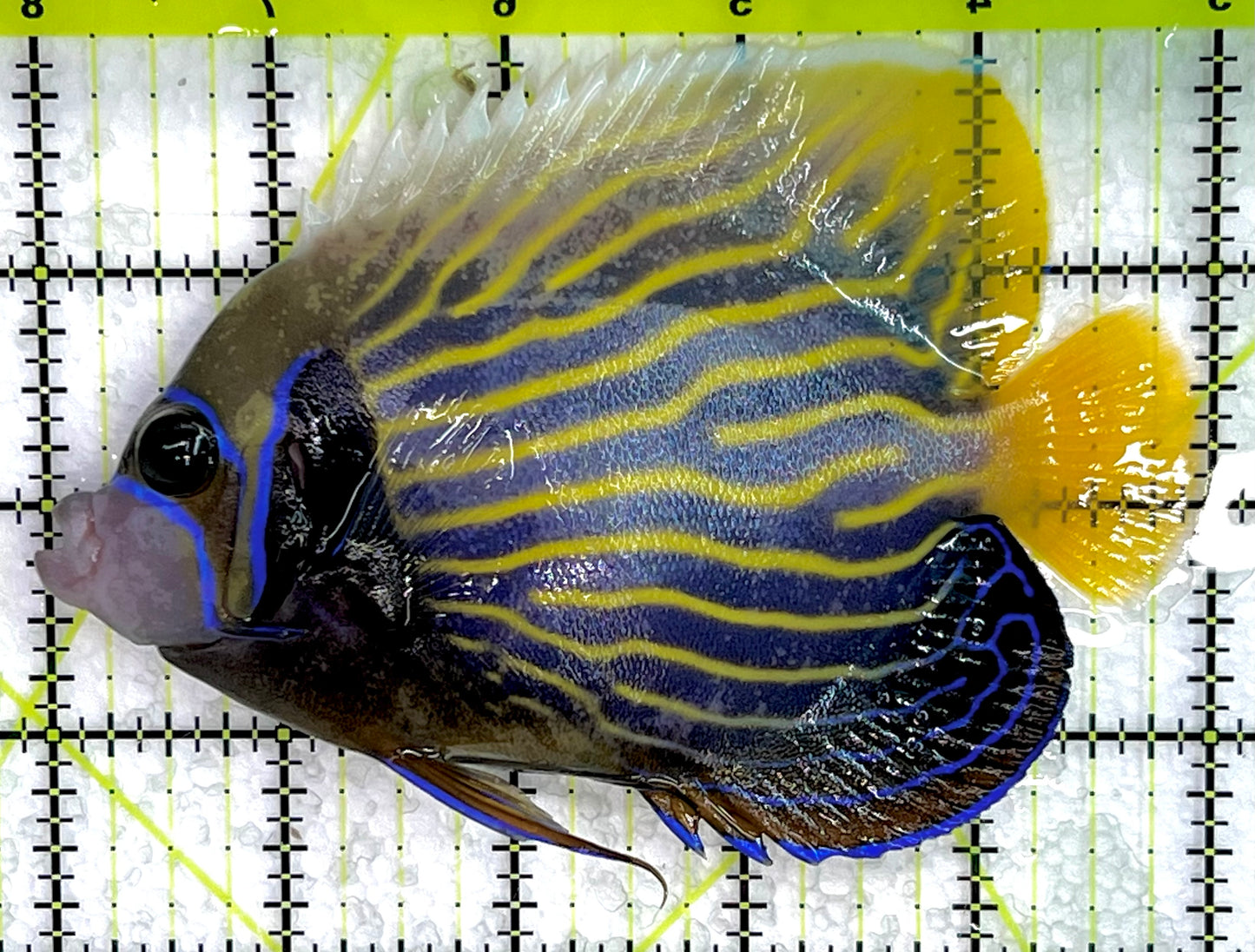 Emperor Angelfish Adult EAA071401 WYSIWYG Size: ML 5" approx
