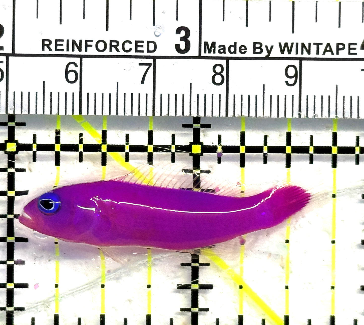 Strawberry Dottyback SD083101 WYSIWYG Size: S 1.5" approx