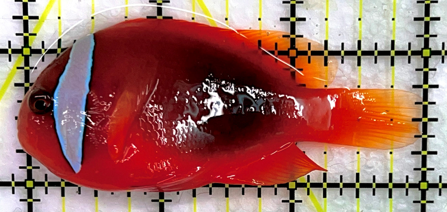 Tomato Clownfish TC071401 WYSIWYG Size: L 3" approx