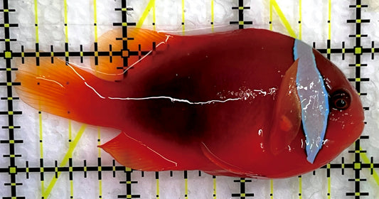 Tomato Clownfish TC071401 WYSIWYG Size: L 3" approx