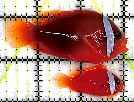 Cinnamon Clownfish Bonded Pair CCBP071401 WYSIWYG Size(Show Female & Small Male): M 2.75" and S 1.75" approxx