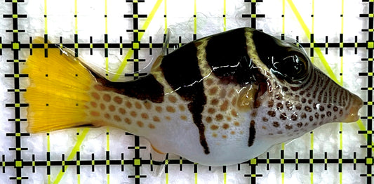 Valentini Toby Pufferfish VTP071401 WYSIWYG Size: L 3" approx