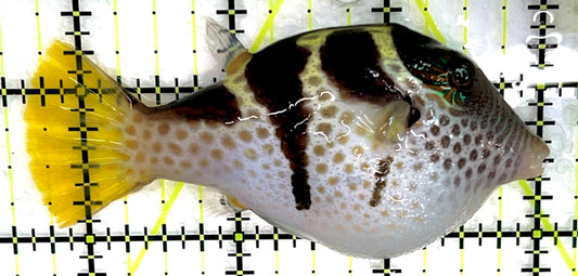Valentini Toby Pufferfish VTP071402 WYSIWYG Size: XL 3.5" approx