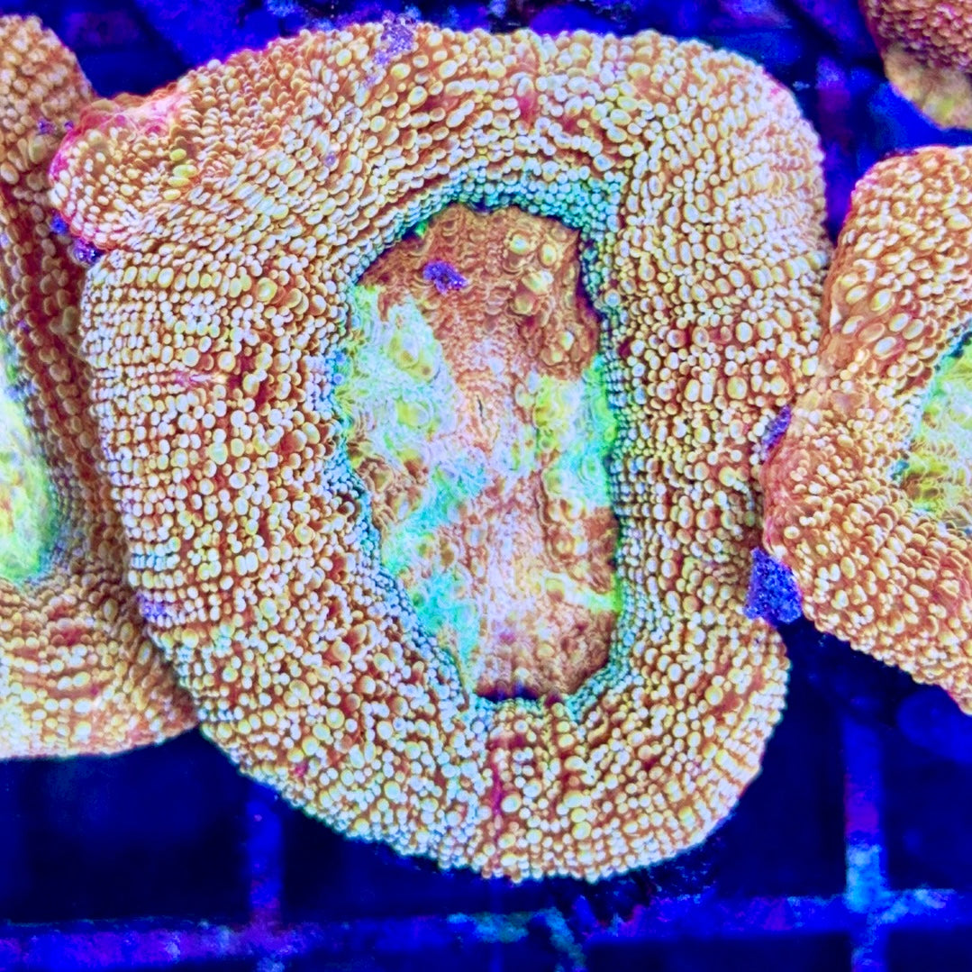 VA Cotton Candy Acan Bowerbanki Size: L 1" to 2" Frag - Violet Aquarium 