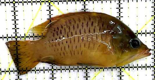 Insidiator Wrasse IW071401 WYSIWYG Size: SHOW 4.25" approx