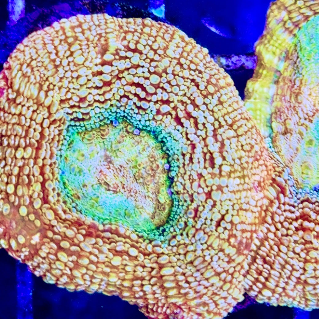 Acan Bowerbanki Red Size: L 2" to 3" Diamter Approx - Violet Aquarium 