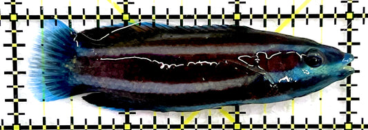 Australian Tubelip Wrasse ATW071401 WYSIWYG Size: XL 3" approx