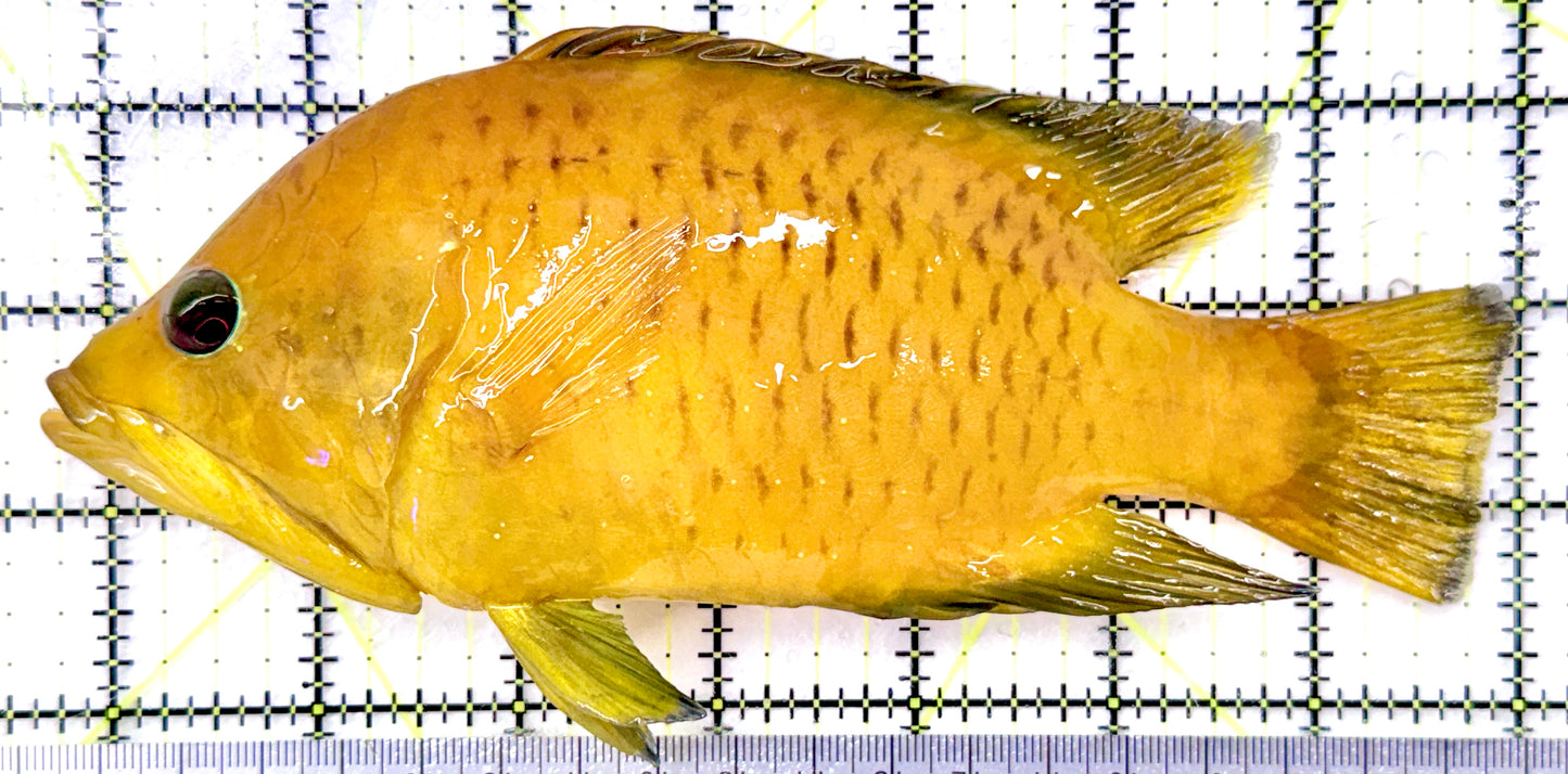 Yellow Insidiator Wrasse (Tonga Special Grade) YIW082601 WYSIWYG Size: 7.25" approx
